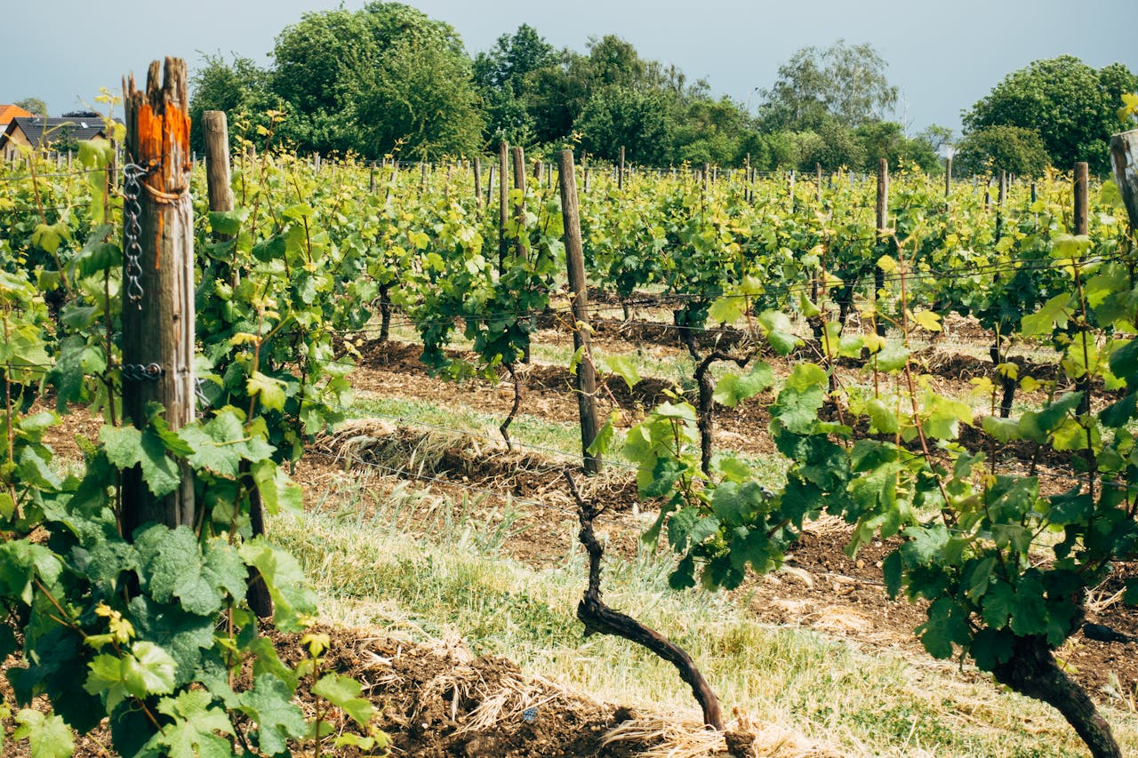 Mastering the First Impression: Your intriguing post title goes here Vibrant green vineyard in summer, showcasing grapevines near Flörsheim am Main, Germany.