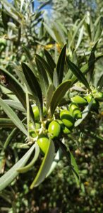 olive, andalusia, farmhouse, cultivation, trees, green, almeria, nature, olives