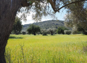 olive tree oliveti umbria 800x580