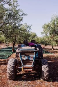 A rustic tractor parked in a serene olive orchard under a clear blue sky, epitomizing rural farmland charm.