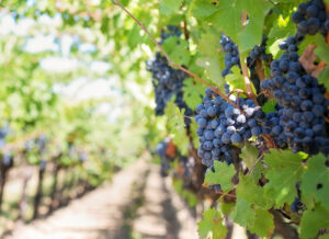 vigna umbria 800x580